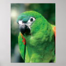 Buscar loros verdes posters Loro verde