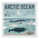 Buscar ballena beluga posters Ballenas
