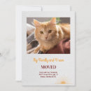 Buscar gato fotografía Para todos