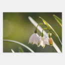 Buscar gotas papel de regalo Para todos