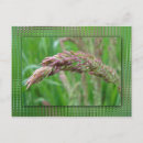 Buscar gotas de rocío postales Lluvia