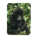 Buscar proteger imanes Vida silvestre
