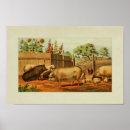 Buscar gallo vintage posters Granja