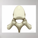 Buscar columna vertebral posters De trabajo