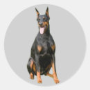 Buscar doberman pegatinas Cachorro