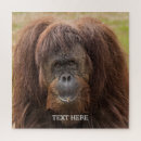 Buscar chimpancé puzzles Vida silvestre