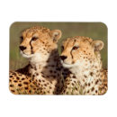 Buscar acinonyx imanes Animal