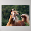 Buscar cola de caballo posters Castaño