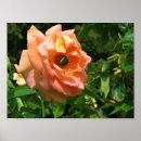 Buscar escarabajo verde posters Rosa