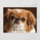 Buscar pekingese postales Pekineses