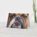 Buscar bulldog tarjetas Animales