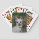 Buscar sacudida barajas de cartas Fotógrafo canino