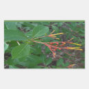 Buscar flores tropicales pegatinas Para niños