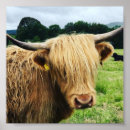 Buscar vaca escocesa posters Vaca de montaña