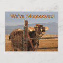 Buscar vaca postales tarjetas de mudanza humor