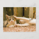 Buscar dos gatitos postales Juguetón