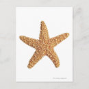 Buscar aislado postales Animales