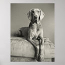 Buscar weimaraner arte Animal