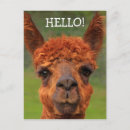Buscar llama linda postales General y unisex