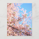 Buscar flores de cerezo japonesas postales Japón