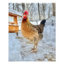 Buscar leghorn posters Pollo