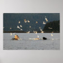 Buscar ballena jorobada posters Alaska
