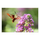 Buscar mariposas y polillas posters General y unisex
