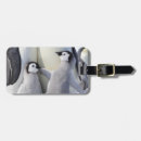 Buscar la antártida accesorios Animales lindos