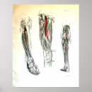 Buscar médico posters Anatomía