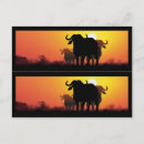Buscar búfalo africano postales Para todos