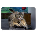 Buscar pierna imanes Gatito