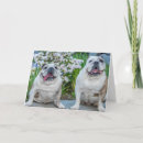 Buscar inteligente tarjetas Lindo