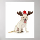 Buscar porcino posters Animales