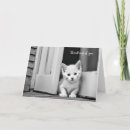 Buscar gatitos tarjetas General y unisex