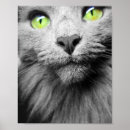 Buscar gato de ojos verdes posters Animal
