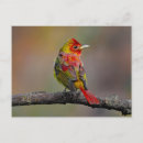 Buscar escarlata postales Pájaro