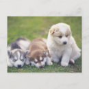 Buscar raza del perro postales Horizontal