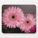 Buscar gerbera rosado Margarita del gerber