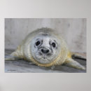 Buscar foca posters Vida silvestre