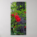 Buscar azalea posters Primavera