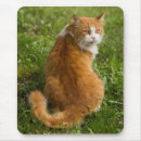 Buscar tabby alfombrillas de raton Gala