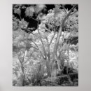 Buscar rama de árbol posters Negro y blanco