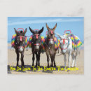 Buscar burro postales Costa