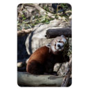 Buscar bambú imanes Animales