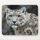 Buscar onza electronica Felino
