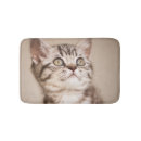 Buscar tabby azul fotografía Gato