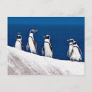 Buscar pingüinos postales océano