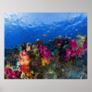 Buscar arrecife de coral posters Naturaleza