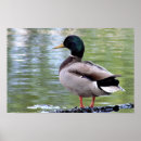 Buscar patos silvestres posters Aves