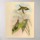 Buscar colibríes posters Ilustracion